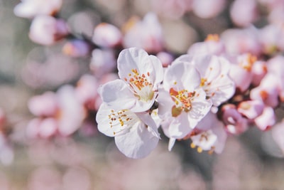粉色和白色花瓣的选择性聚焦照片
